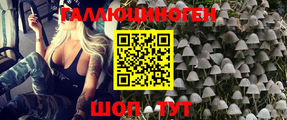 Галлюциногенные грибы Psilocybe Гудермес